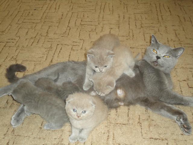 Продаю: тся британские котята разных окрасов фото3