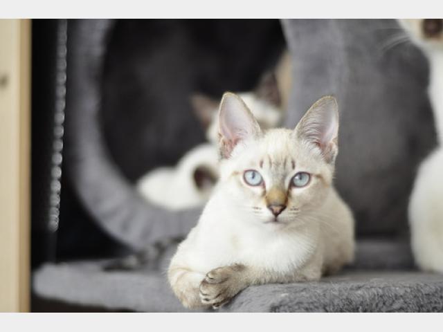 Продаю: Очаровательные котята из питомника Санчитос