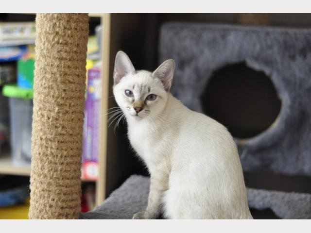 Продаю: Очаровательные котята из питомника Санчитос фото2
