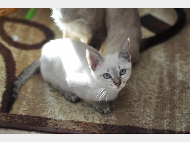 Продаю: Очаровательные котята из питомника Санчитос фото3