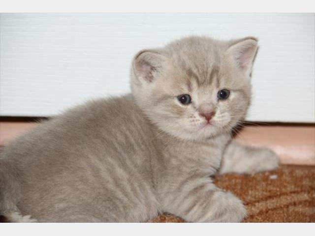 Продаю: Прекрасные котята шотландской породы фото2