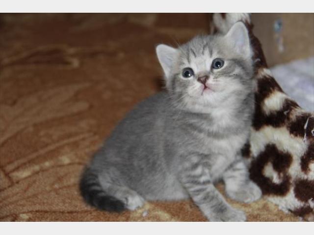 Продаю: Прекрасные котята шотландской породы фото3