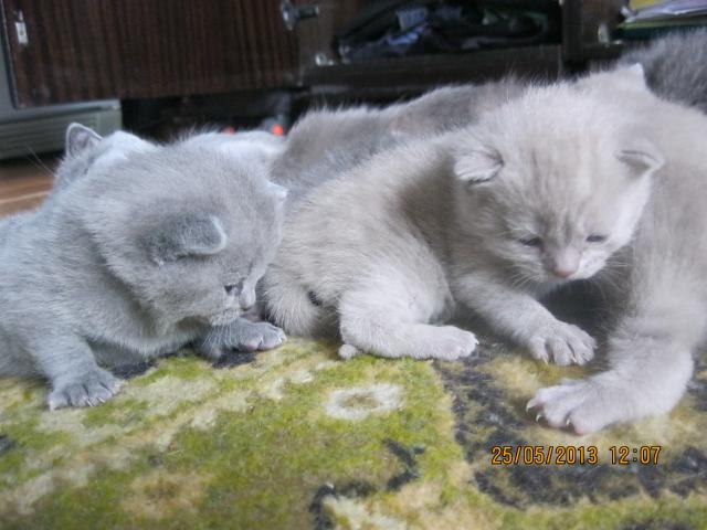 Продаю: Милые плюшевые британские котята фото2