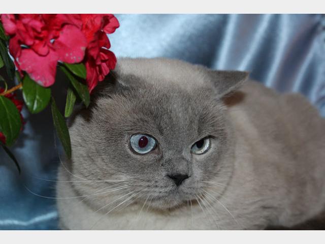 Вязка: Шотландский котик с голубыми глазами