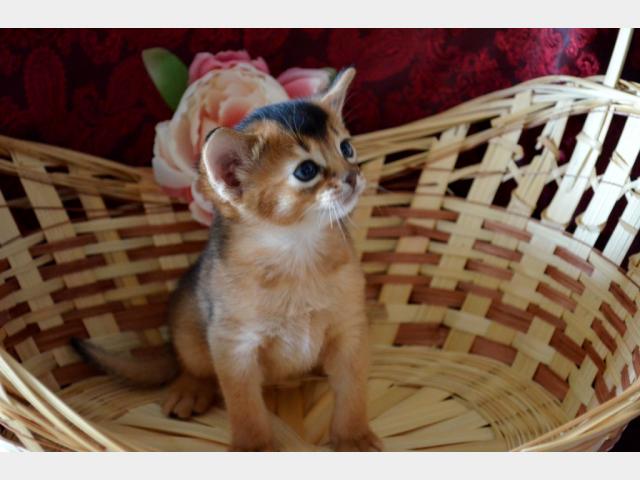 Продаю: Продаем Абиссинского котенка (мальчик)