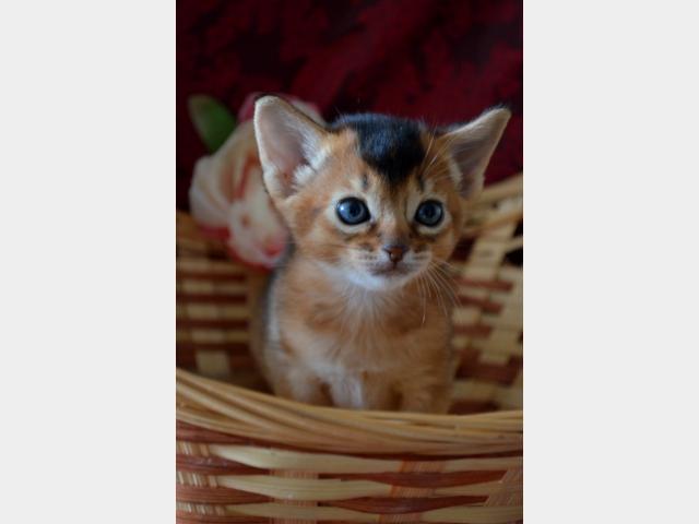 Продаю: Продаем Абиссинского котенка (мальчик) фото2