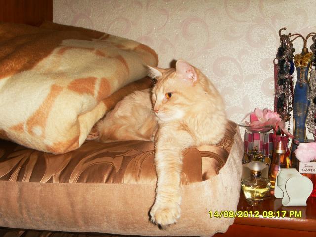 Вязка: Кот Макс ждет в гости невесту фото3