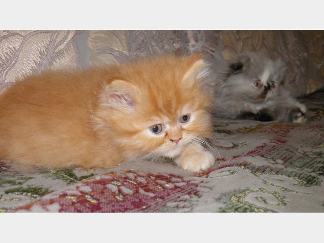 Продаю: тся персидские котята