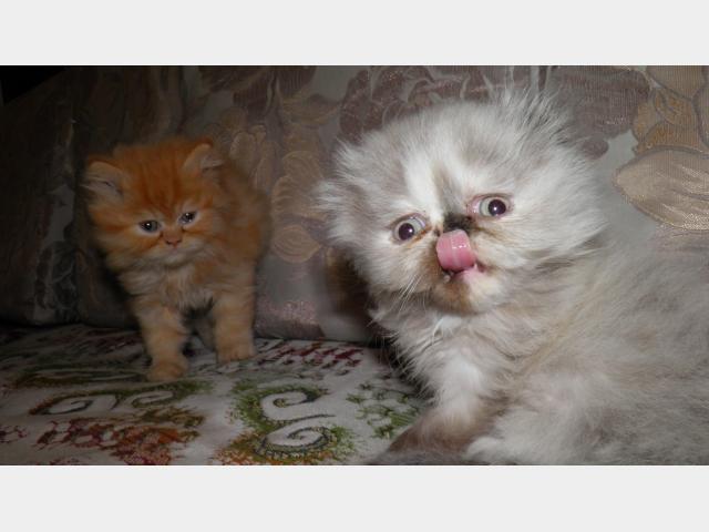 Продаю: тся персидские котята фото2