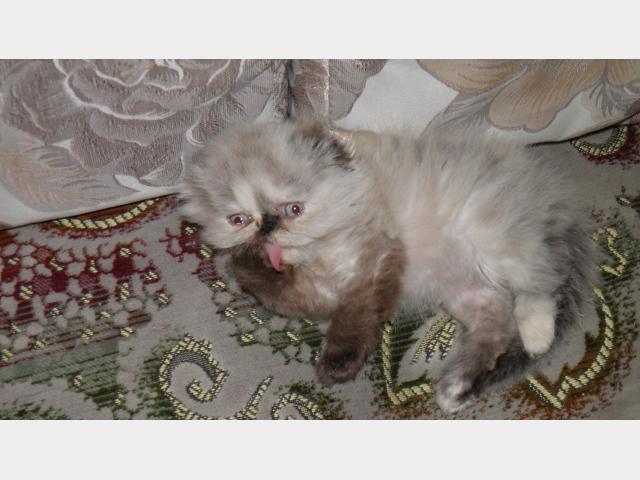 Продаю: тся персидские котята фото3