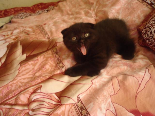 Продаю: Вислоухий черный котик с клубными документами