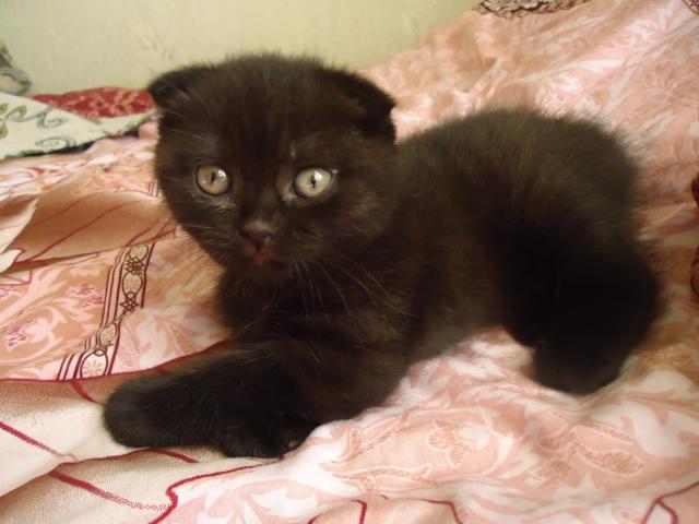 Продаю: Вислоухий черный котик с клубными документами фото2