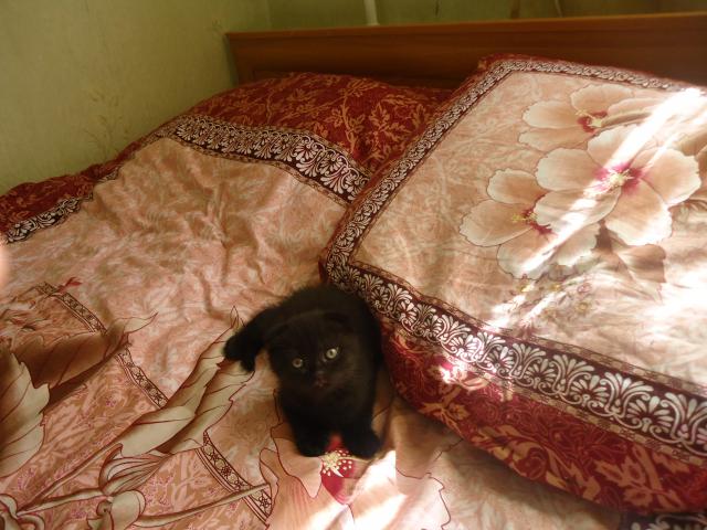 Продаю: Вислоухий черный котик с клубными документами фото3