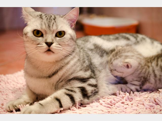 Продаю: Британские мраморные и дымчатые котята