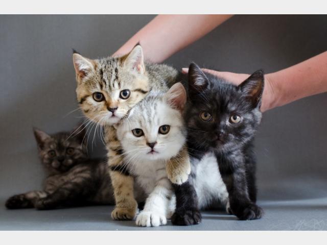 Продаю: Британские мраморные и дымчатые котята фото3