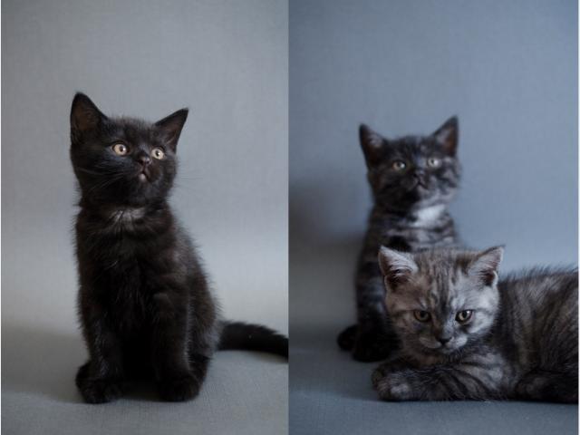Продаю: Британские мраморные и дымчатые котята фото2