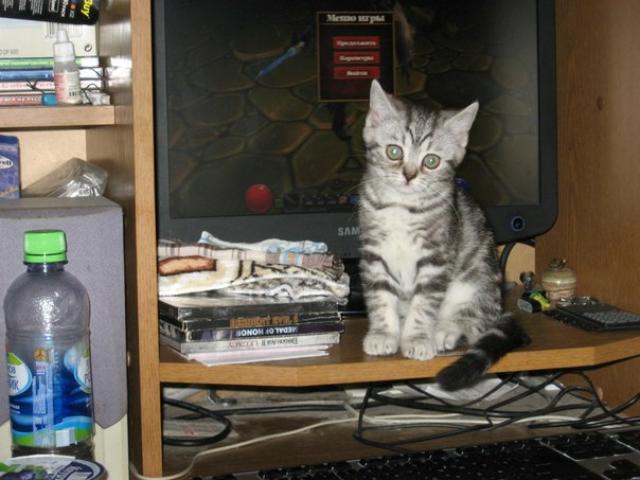 Продаю: Очень ласковый шотландский котенок окраса вискас фото3