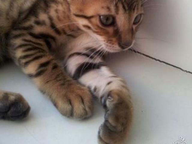 Продаю: Чистокровный бенгальский котенок фото2