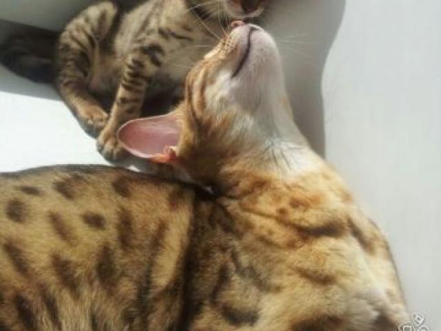 Продаю: Чистокровный бенгальский котенок фото3