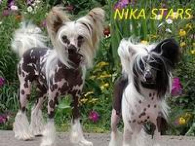 Продаю: тся щенки Китайской хохлатой NIKA STARS фото2