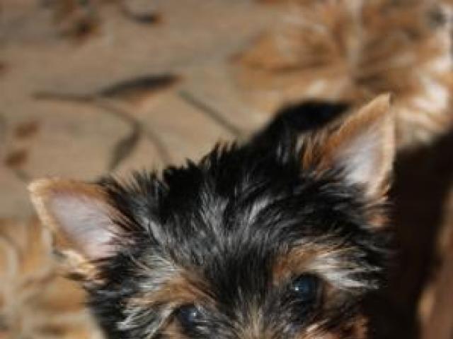 Продаю: Очаровательный щенок Йоркширского терьера, девочка фото3