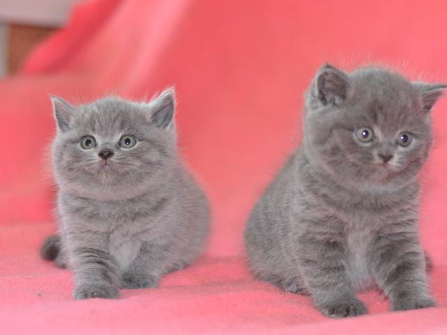 Продаю: Британские голубые котята  фото2