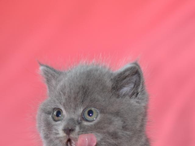 Продаю: Британские голубые котята  фото3
