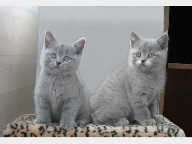 Продаю: Британские голубые котята