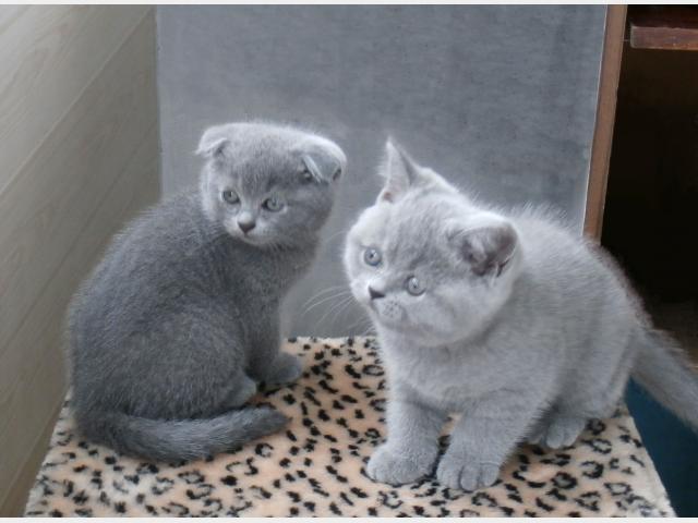 Продаю: Британские голубые котята фото2