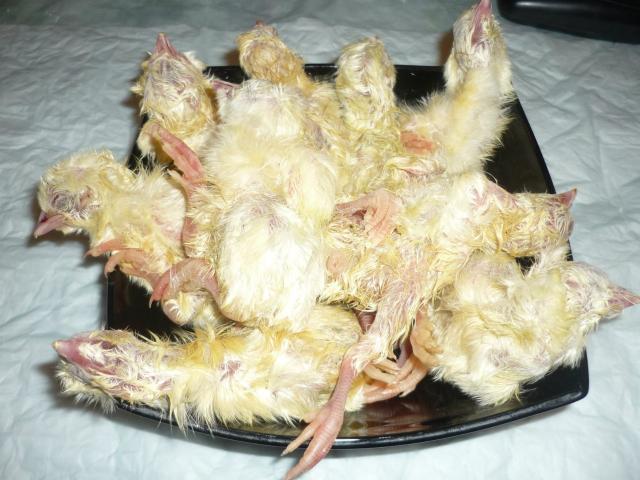 Продаю: Суточные цыплята (охлажденные)на корм хорькам,хищн