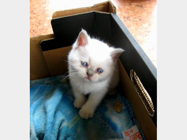 Продаю: Очаровательные британские котятки  фото3