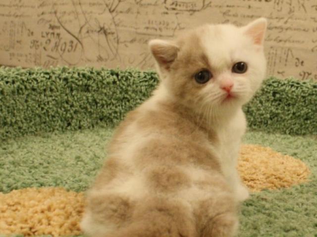 Продаю: Британская кошка окраса фавн для выставок и развед фото1