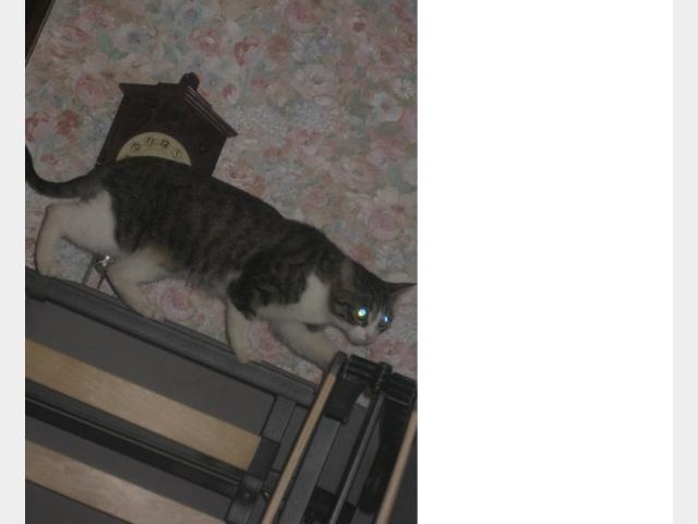 Отдам в дар: кошечка в добрые руки фото2