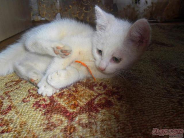 Отдам в дар: Отдам беленького мальчика от сиамской кошки фото2