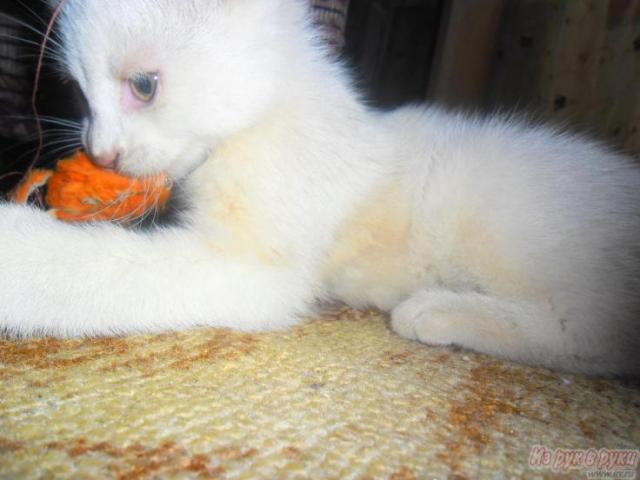 Отдам в дар: Отдам беленького мальчика от сиамской кошки фото3