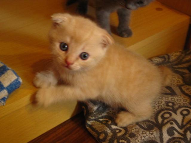 Продаю: Прекрасные шотландские котятки вислоухий и прямоуш фото2