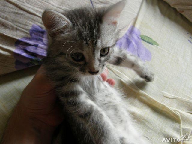 Отдам в дар: Серо-полосатый котенок девочка фото2