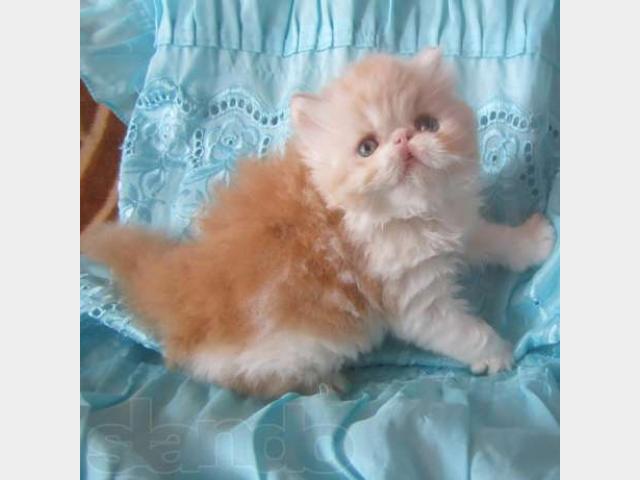 Продаю: персидские котята фото1