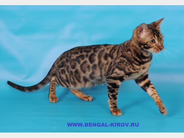 Продаю: Бенгальские (леопардовые) котята
