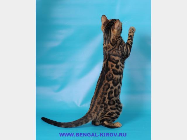 Продаю: Бенгальские (леопардовые) котята фото2