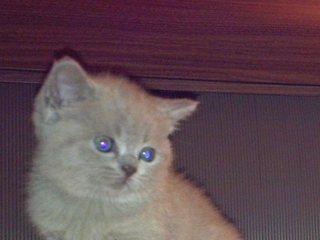 Продаю: Котенок 15 месяца британская кошка фото1