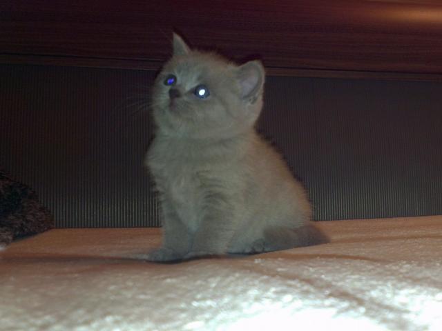 Продаю: Котенок 15 месяца британская кошка фото2