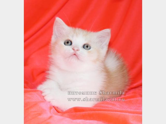 Продаю: Плюшевые котята в оригинальом окрасе-камео на бело фото2