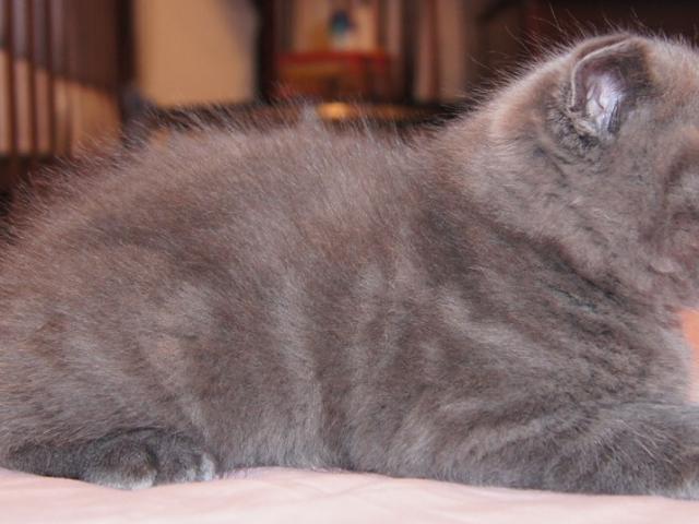 Продаю: Голубой шотландский вислоухий котенок Фолд фото2