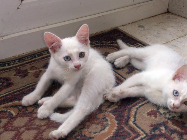 Отдам в дар: Кошка и котята ангорской породы фото2