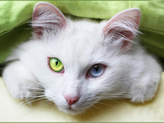 Отдам в дар: шикарный кот с разными глазами