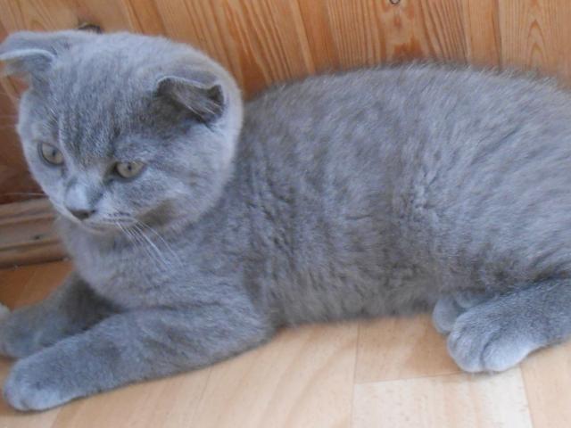 Продаю: Голубой вислоухий котик из питомника Fairy Grace фото2