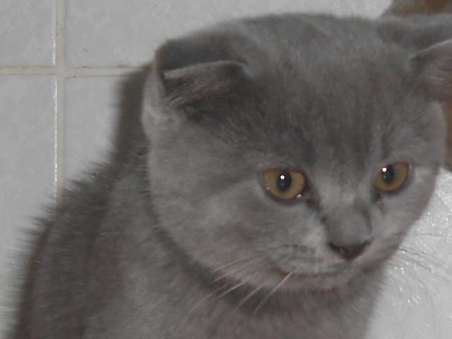 Продаю: Голубой вислоухий котик из питомника Fairy Grace фото3