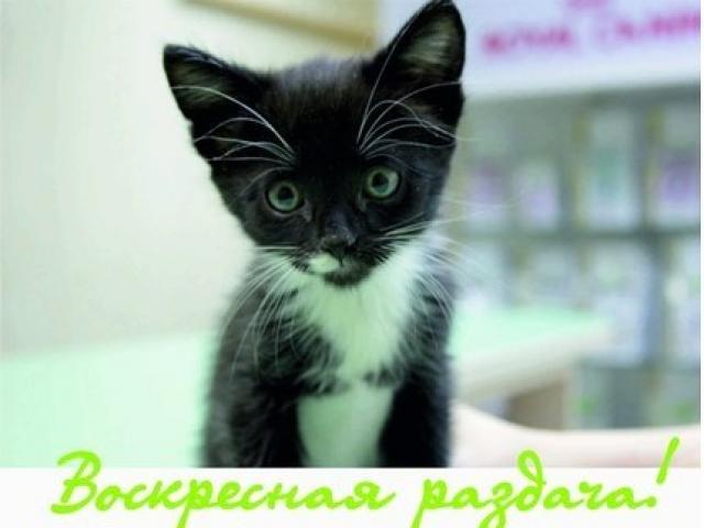 Отдам в дар: Воскресная раздача котов, кошек и котят