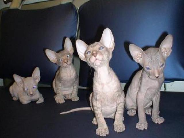 Продаю: Крысики размером с кошку фото3